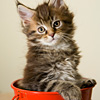 Kitten in Pail